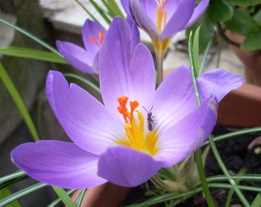 Crocus biflorus Miller